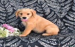 Golden Retriever dogs for sale: Golden Retriever 5 puppies - Image 8