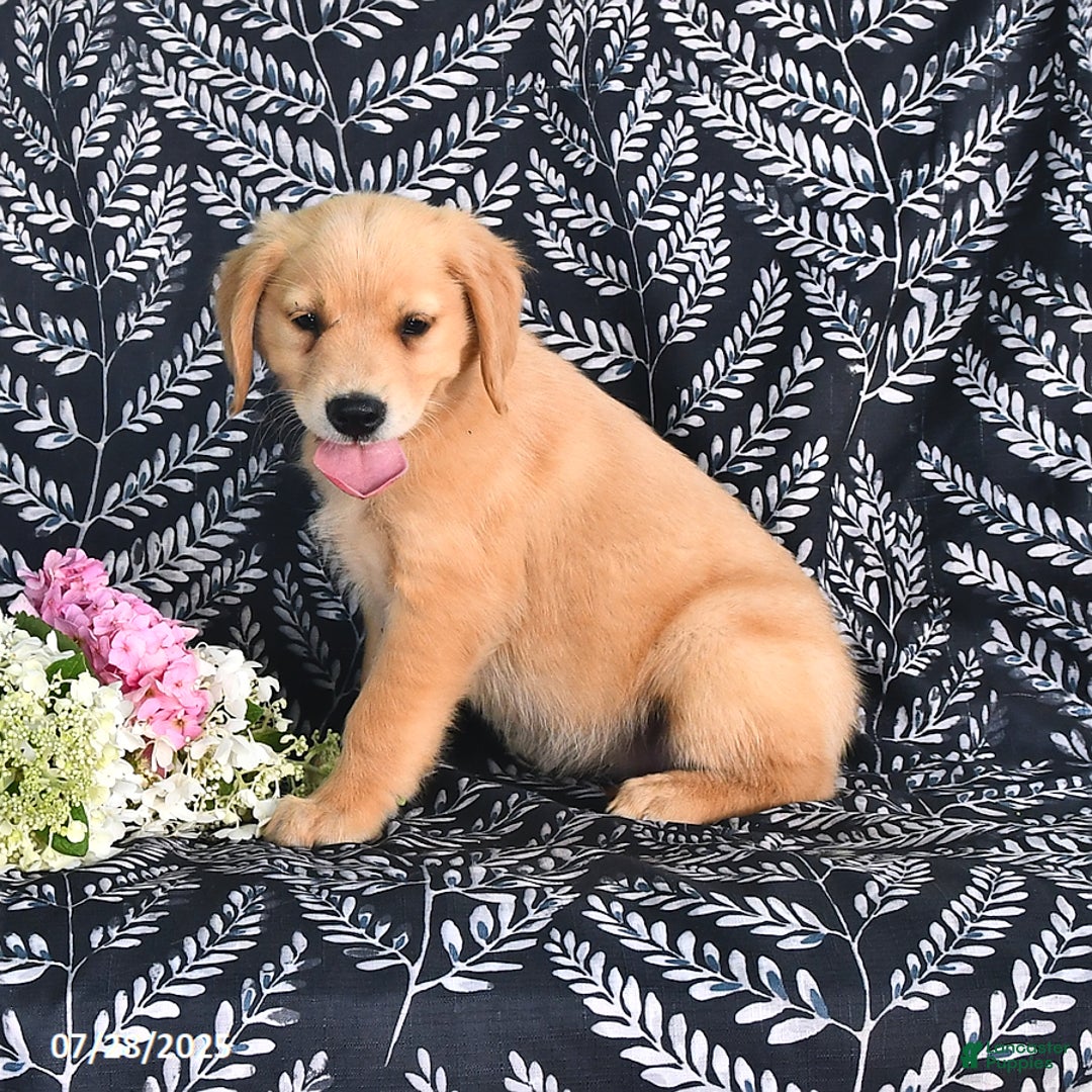 Golden Retriever dogs for sale: Golden Retriever 5 puppies - Image 8