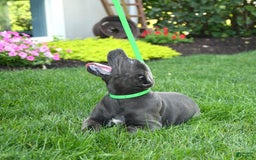 Cane Corso dogs for sale: Olivia - Image 5
