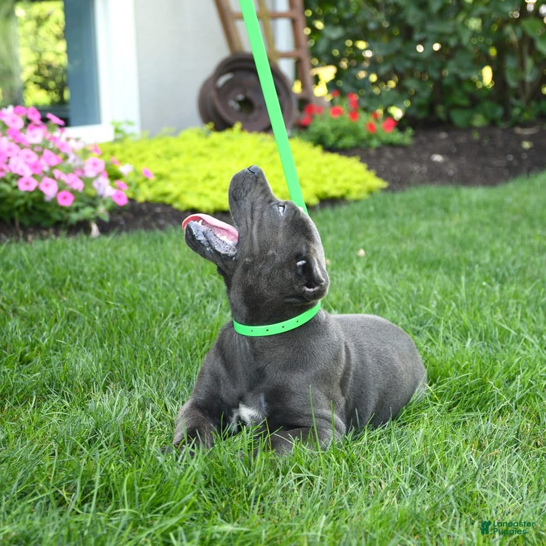 Cane Corso dogs for sale: Olivia - Image 5