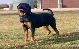 Rottweiler dogs for sale: Lavender - Image 16
