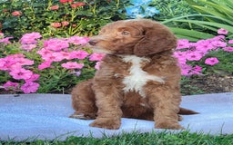 Goldendoodle dogs for sale: Ricky - Image 11