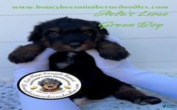 Mini Bernedoodle dogs for sale: Aelas Lime Green Boy - Image 12