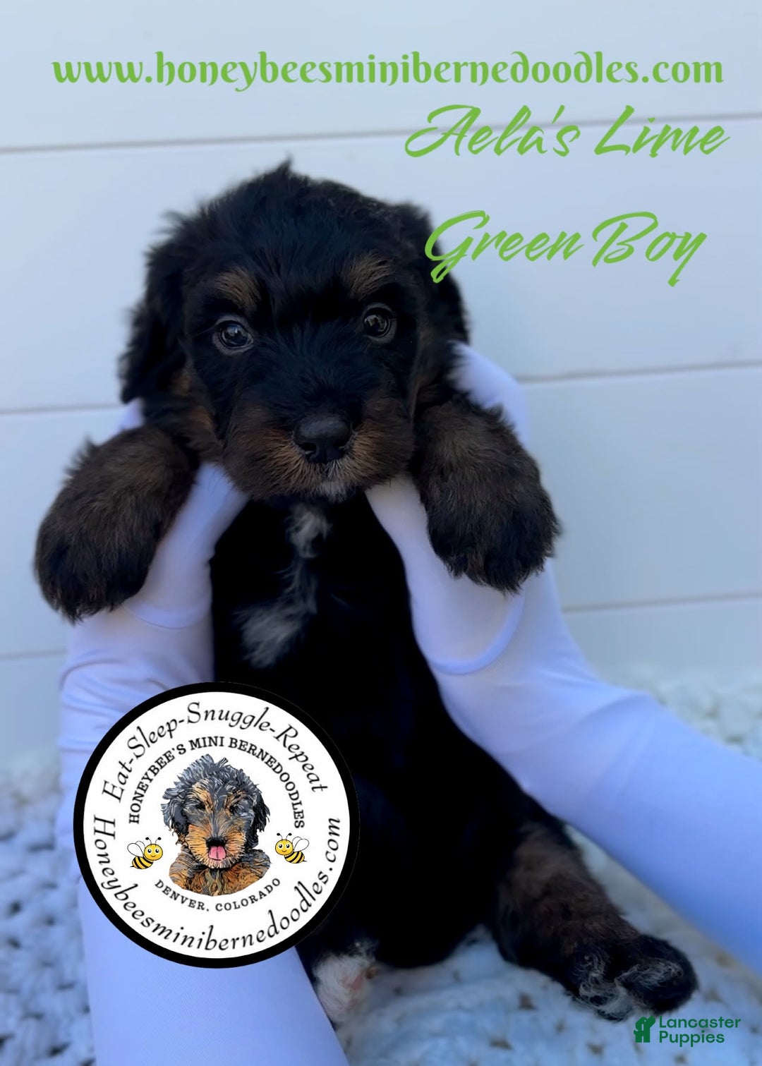 Mini Bernedoodle dogs for sale: Aelas Lime Green Boy - Image 12