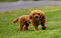 Toy Poodle dogs for sale: Okie - Image 7