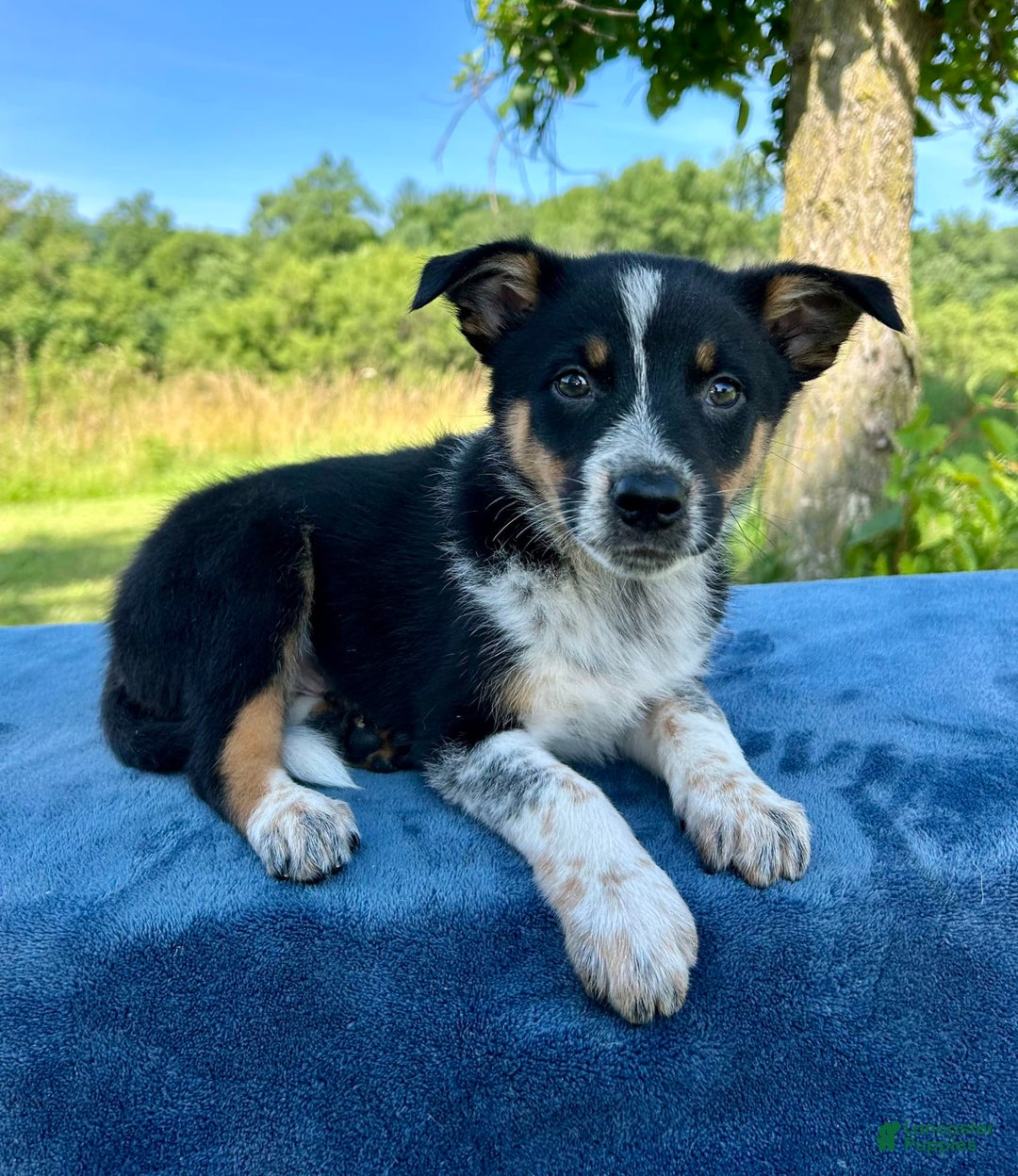 Australian Shepherd dogs for sale: Austin - Image 2