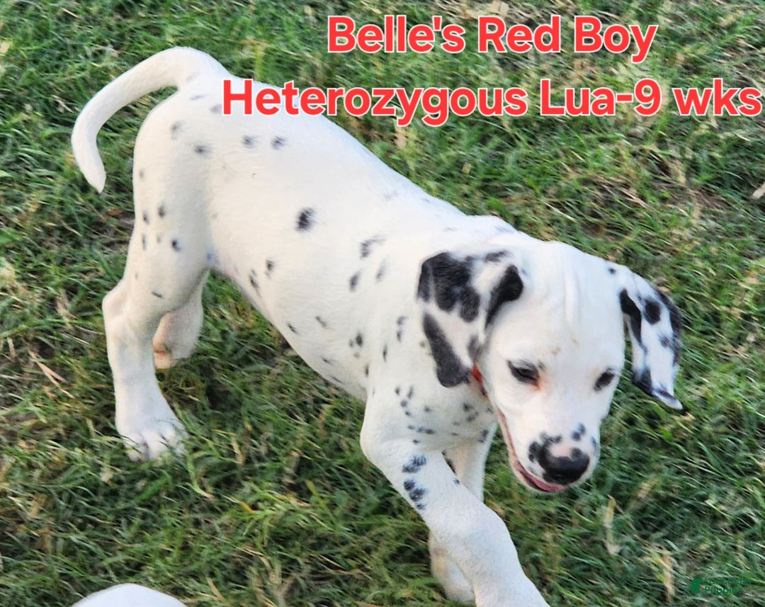 Dalmatian dogs for sale: Belles Red Lua Boy - Image 2