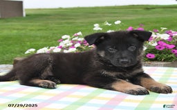 German Shepherd dogs for sale: Mason - Image 1