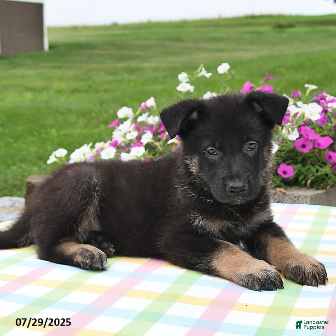 German Shepherd dogs for sale: Mason - Image 1