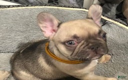 French Bulldog dogs for sale: Blessing - Image 9
