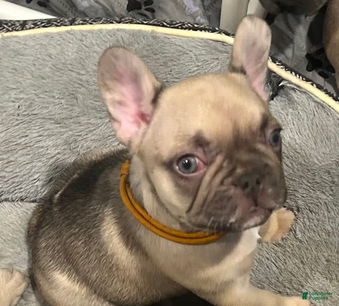 French Bulldog dogs for sale: Blessing - Image 9