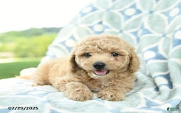 Cockapoo dogs for sale: Peaches - Image 2