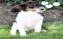 Miniature Poodle dogs for sale: Austin - Image 14