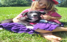 Border Collie dogs for sale: Bennie - Image 3