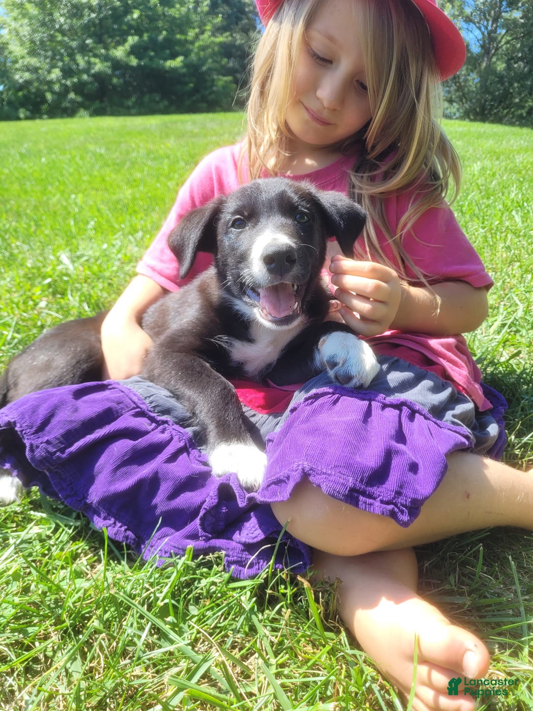 Border Collie dogs for sale: Bennie - Image 3