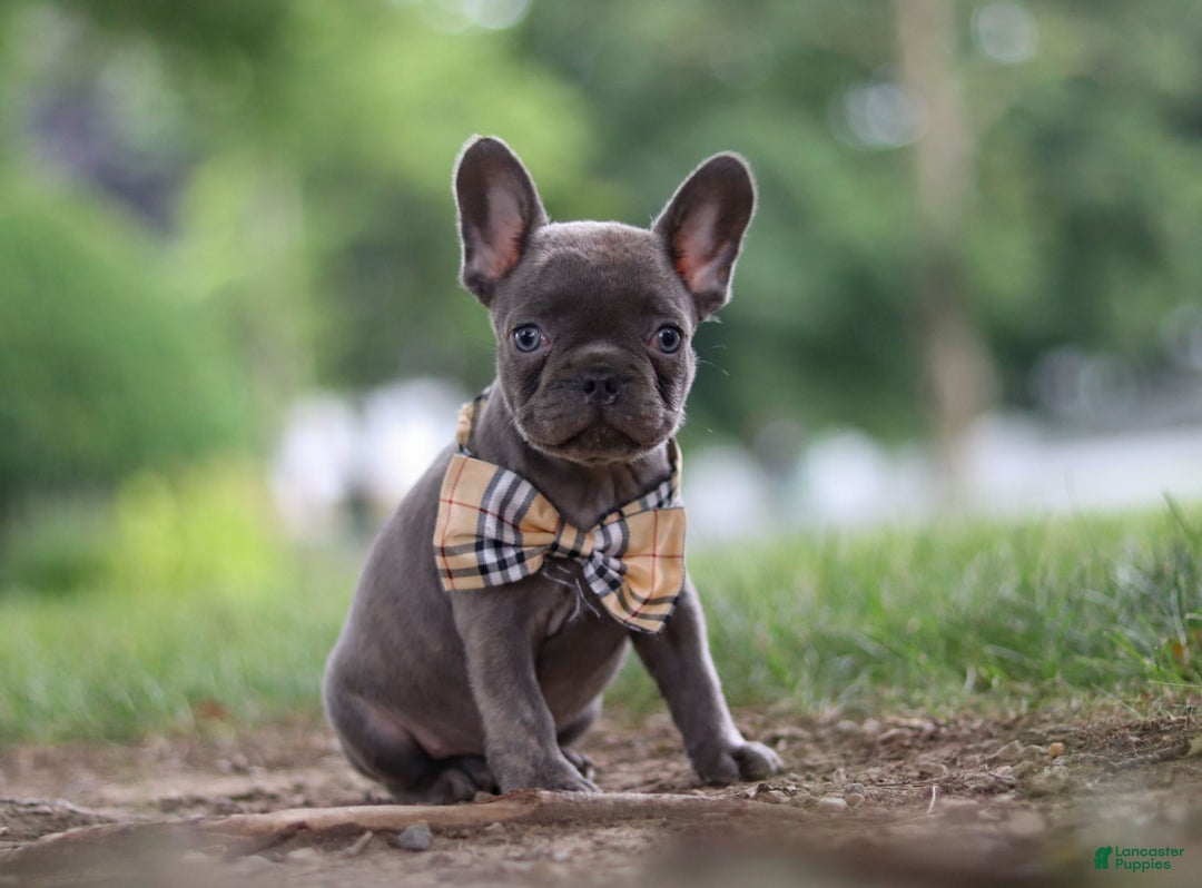 Frenchton dogs for sale: Jacob - Image 2