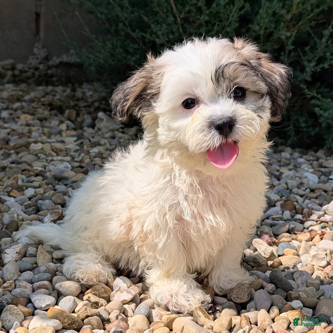 Teddy Bear dogs for sale: Whipped Cream - Image 14