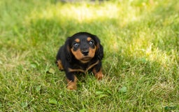 Miniature Dachshund dogs for sale: Buddy - Image 5