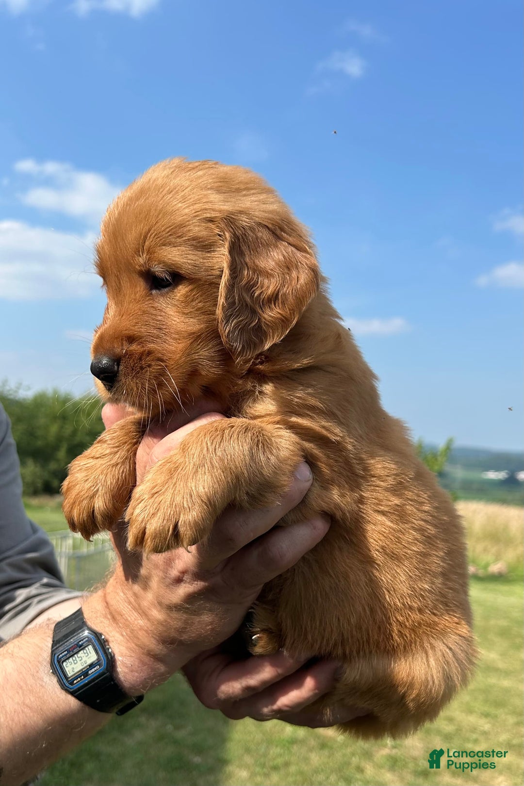 Golden Retriever dogs for sale: Fin - Image 15