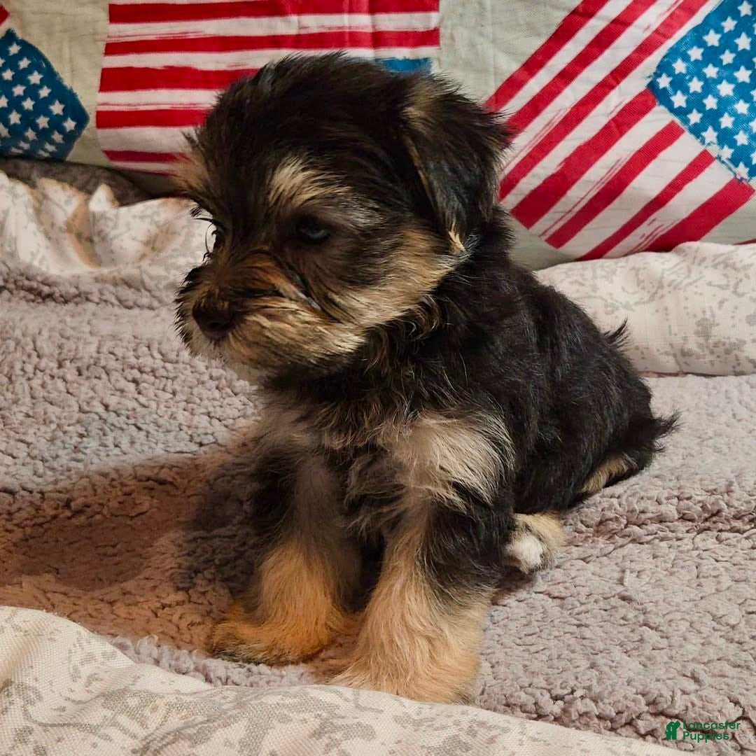 Morkie dogs for sale: Albert - Image 8