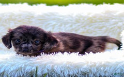 Miniature Dachshund dogs for sale: Franky - Image 1