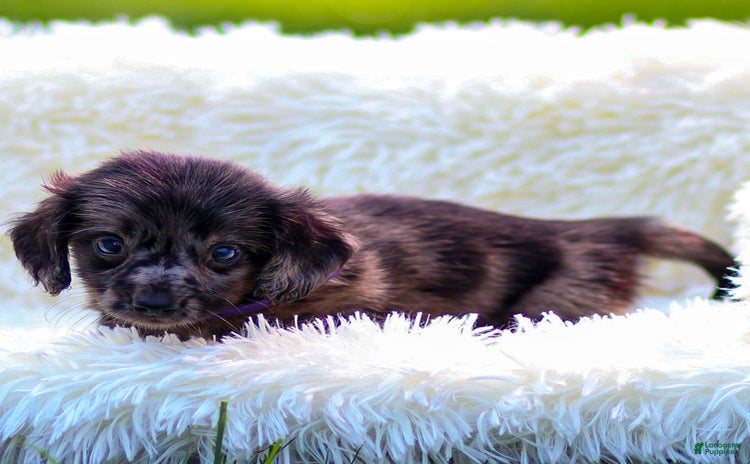 Miniature Dachshund dogs for sale - Ad 4