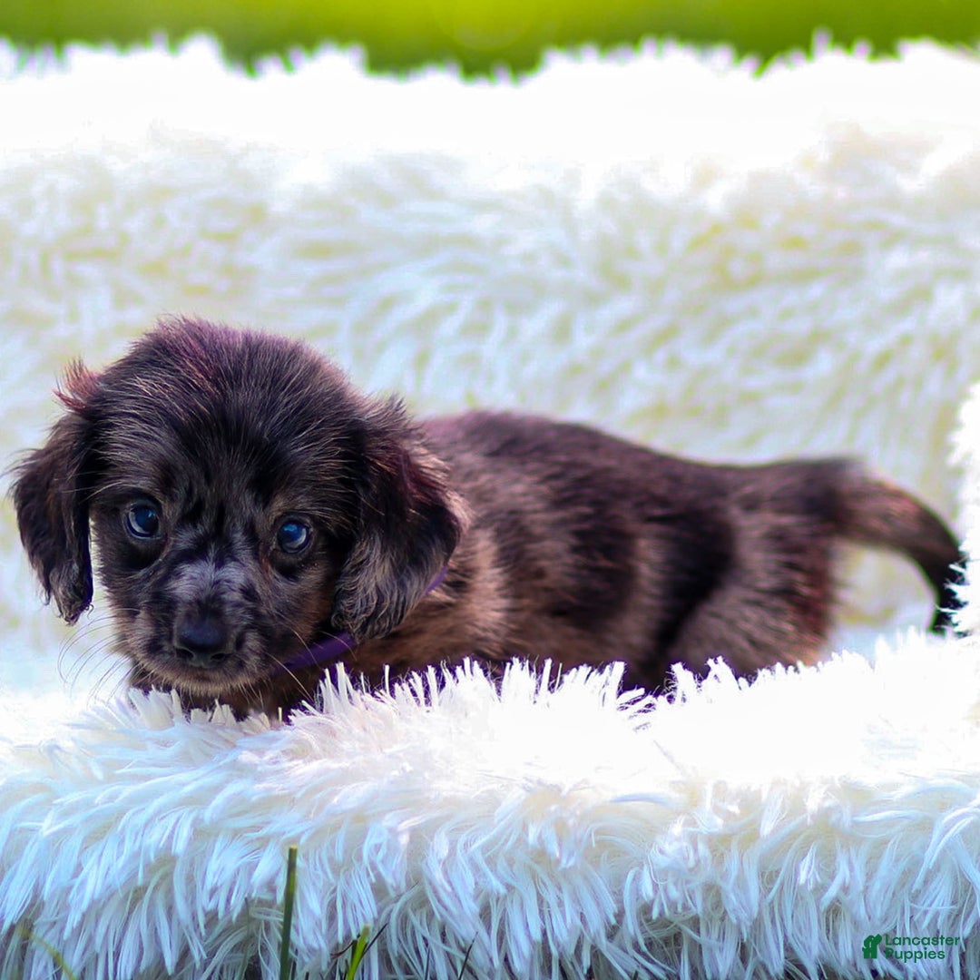Miniature Dachshund dogs for sale: Franky - Image 1