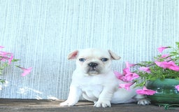 French Bulldog dogs for sale: Lilac - Image 7