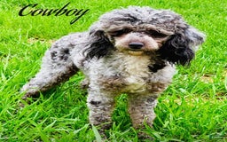Miniature Poodle dogs for sale: Creme boy - Image 8