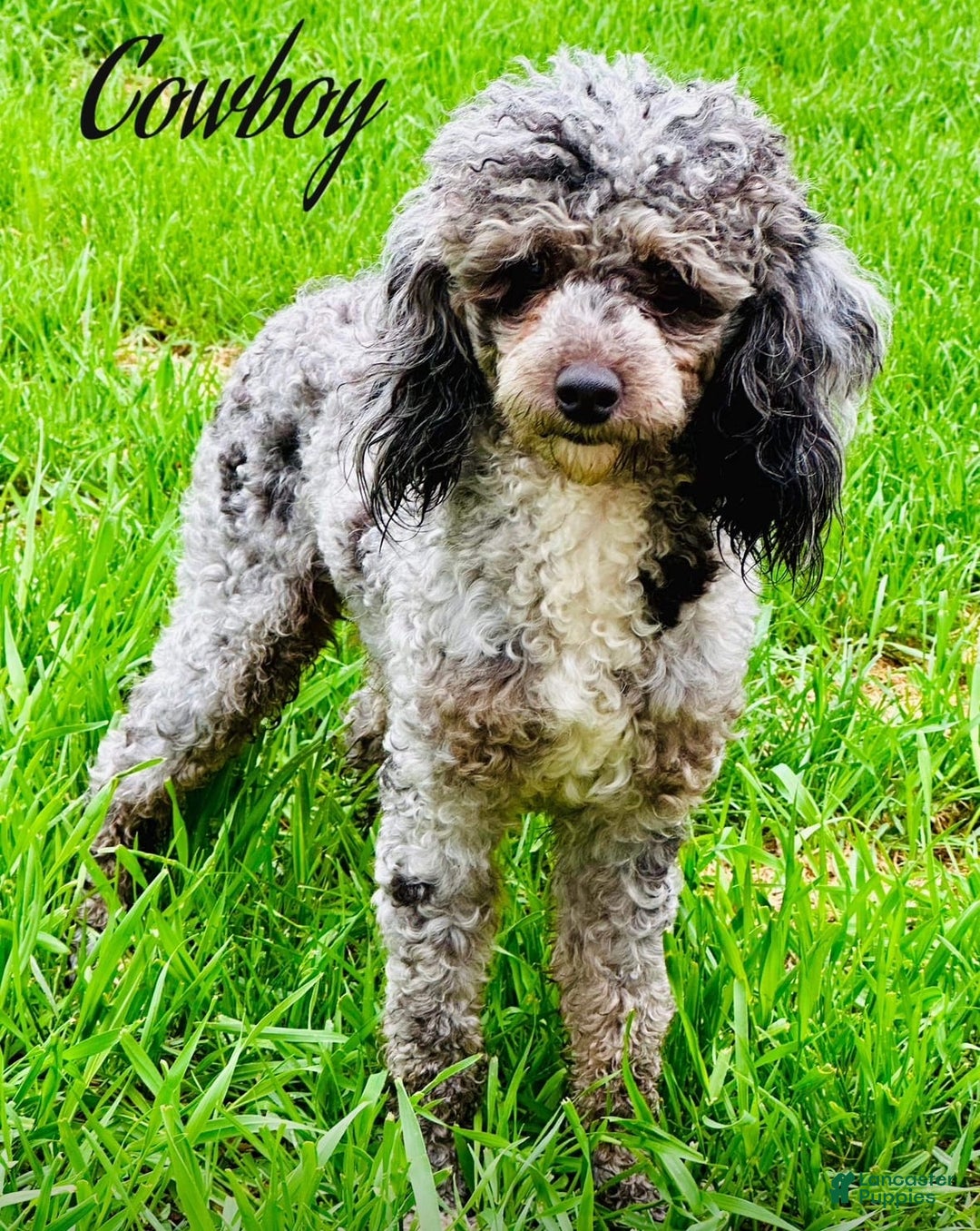 Miniature Poodle dogs for sale: Creme boy - Image 8