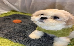 Shih Tzu dogs for sale: Maverick - Image 6