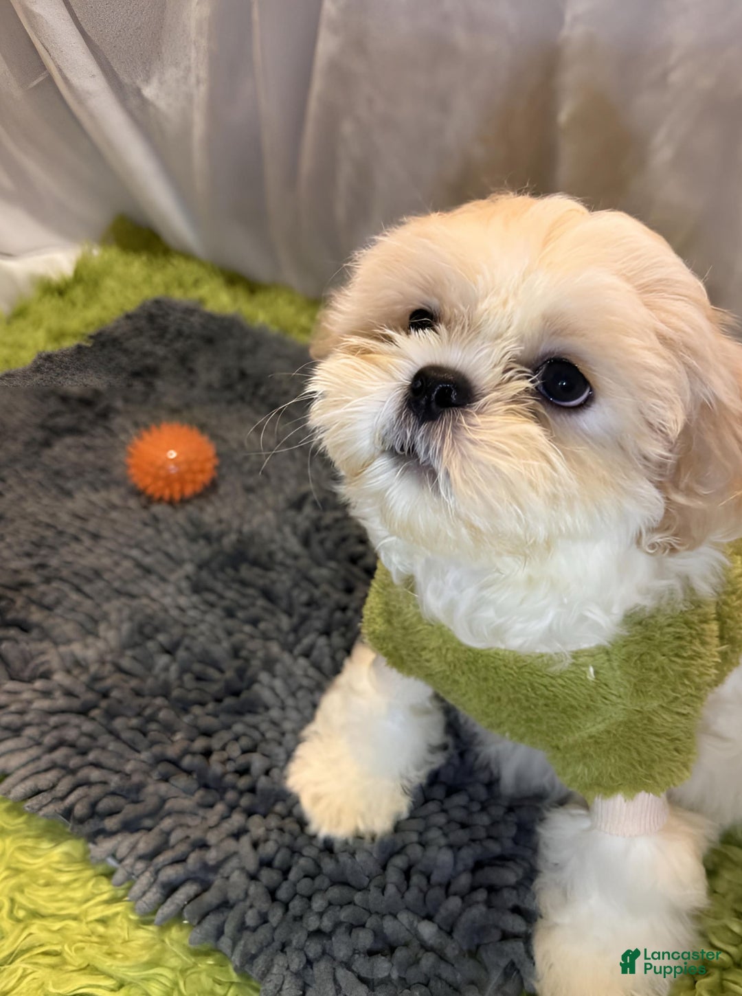 Shih Tzu dogs for sale: Maverick - Image 6