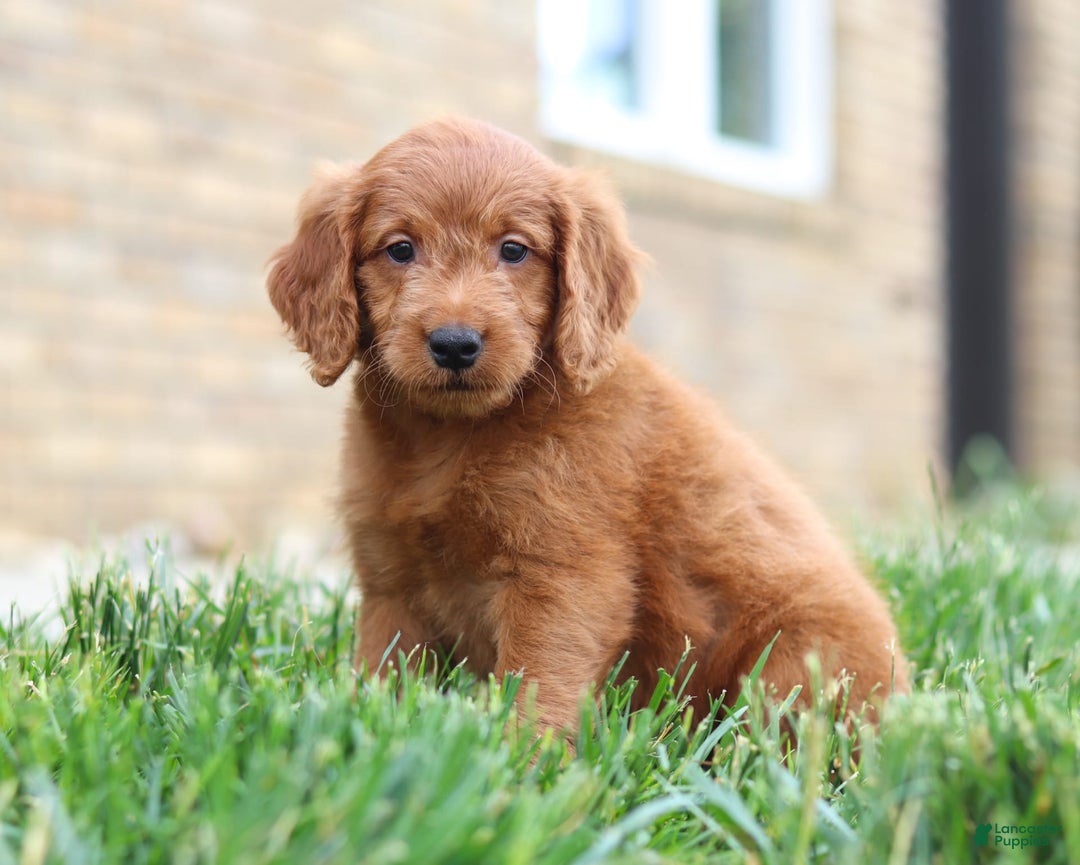 Mini Goldendoodle dogs for sale: Farley - Image 6