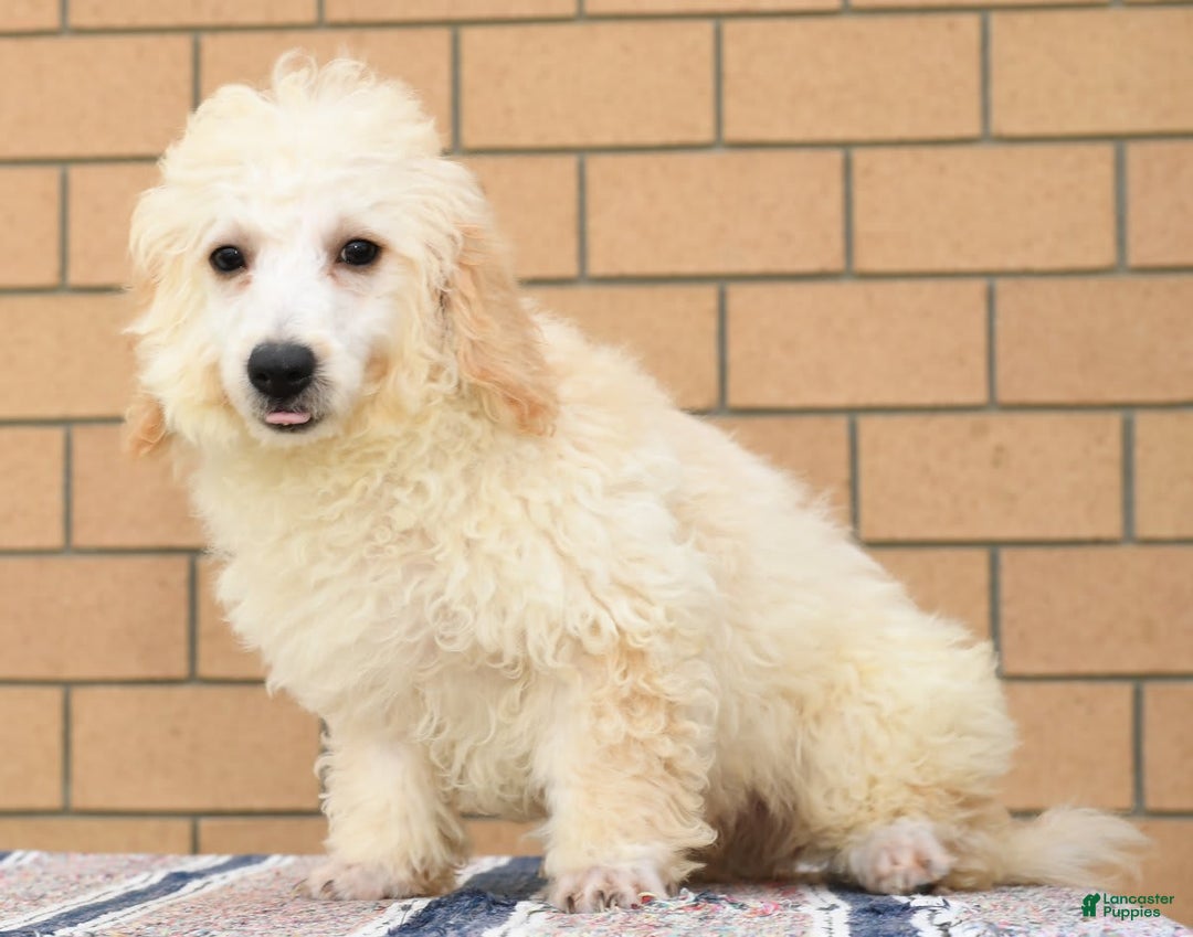 Bichpoo dogs for sale: Mose - Image 5