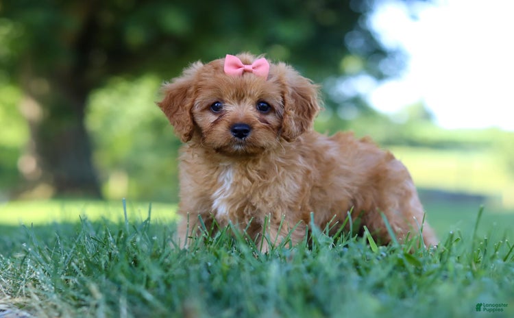 Cavapoo dogs for sale - Ad 5