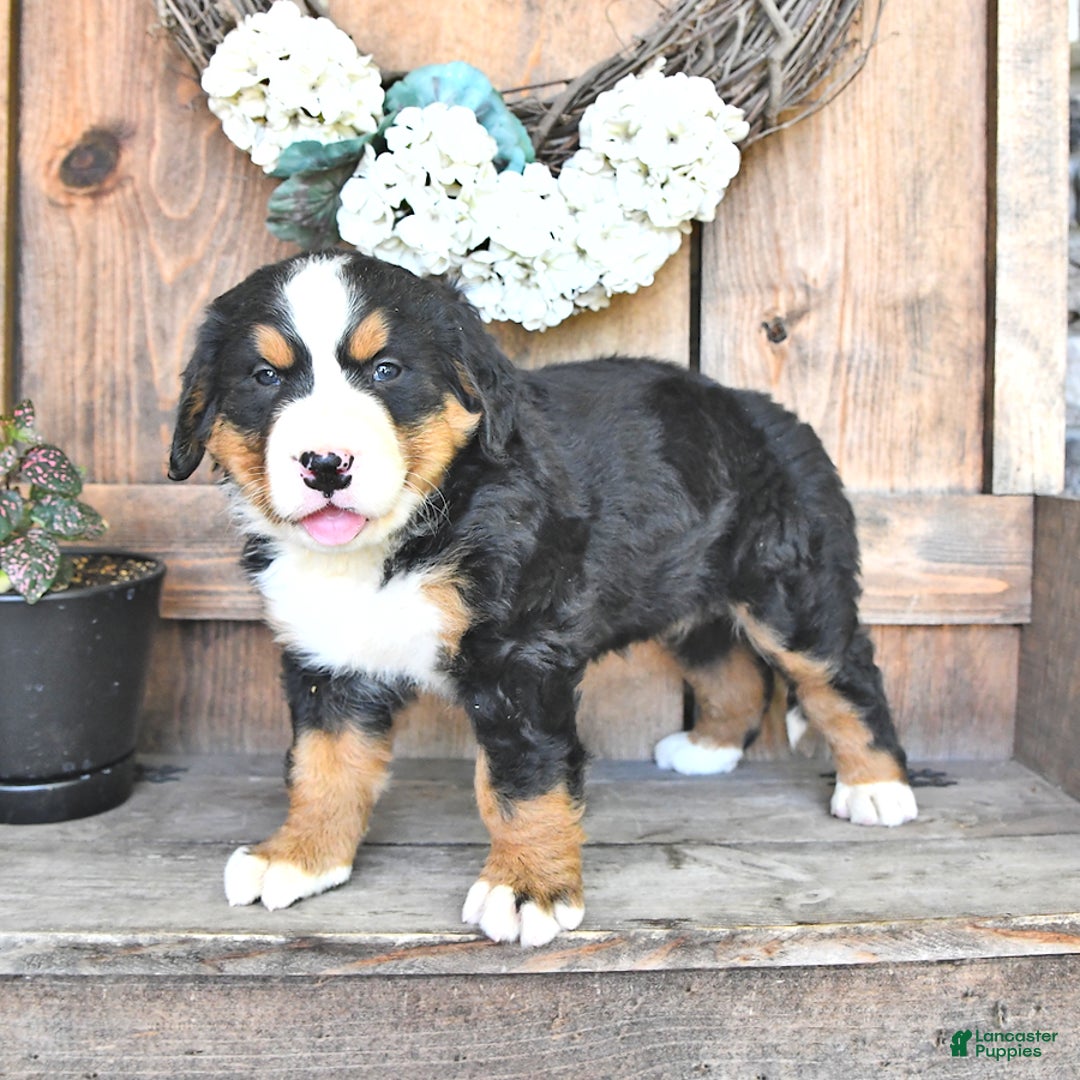 Bernese Mountain Dog dogs for sale: Sage - Image 6