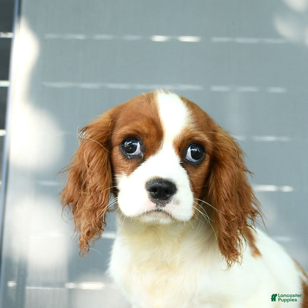 Cavalier King Charles Spaniel dogs for sale: Freddie - Image 6