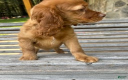 Cocker Spaniel dogs for sale: Maxie - Image 3
