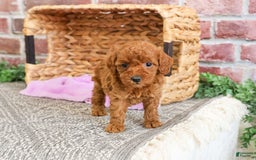 Miniature Poodle dogs for sale: Gloria - Image 1
