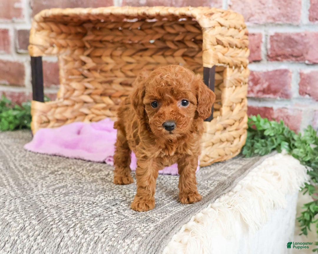 Miniature Poodle dogs for sale: Gloria - Image 1