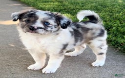 Mini Aussiedoodle dogs for sale: Talli - Listing for pets: Jasmine, Talli, Kya, Lani, Lucy, Bean, Baxter - Image 7
