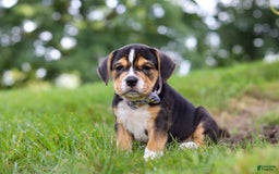 Beabull dogs for sale: Sadie - Image 4