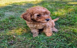 Goldendoodle dogs for sale: Annie - Image 1