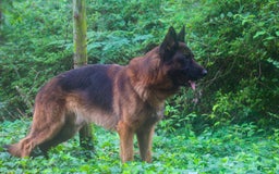 German Shepherd dogs for sale: Longhair Dark Green Male Solid Black - Image 3