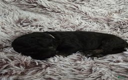 Labradoodle dogs for sale: Black Betty "bb" - Image 1