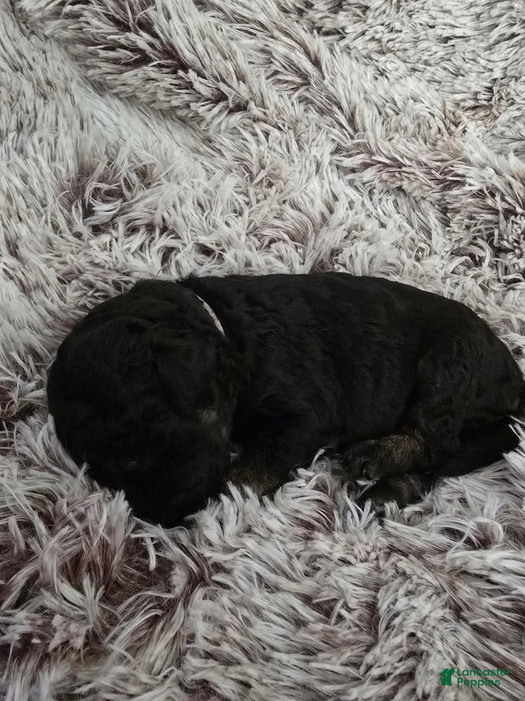 Labradoodle dogs for sale: Black Betty "bb" - Image 1