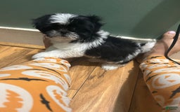 Shih Tzu dogs for sale: Oreo - Image 2