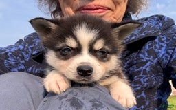 Alaskan Klee Kai dogs for sale: Blue Yukan - Image 4