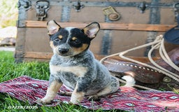Australian Cattle Dog dogs for sale: Crystal - Image 4