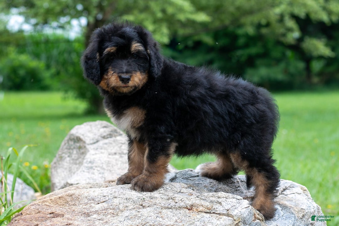 Bernedoodle dogs for sale: Cinnamon - Image 9